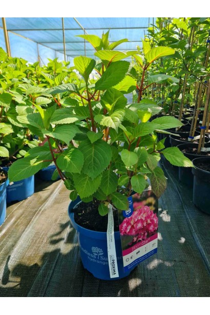 Гортензия широколистная Ендлес Саммер Блум Стар - 3-7,5л/вис.30-40см/Ø40-50см